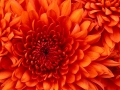 Chrysanthemum (Andere)
