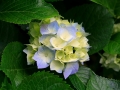 Hydrangeas (Andere)