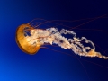 Jellyfish (Andere)